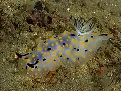 Halgerda punctata.