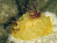 Halgerda malesso.