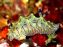 Halgerda willeyi.