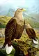 Dessin en couleurs représentant des rapaces.