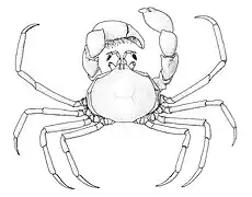 Halicarcinus ovatus