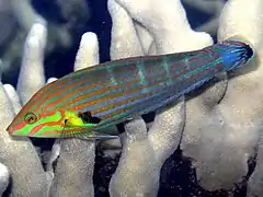 Halichoeres melanurus
