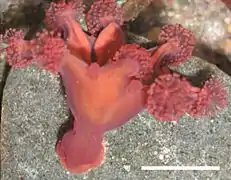 Haliclystus antarcticus (Stauromedusae)