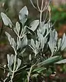 Feuillage gris argenté