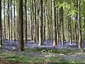 Jacinthes des bois.