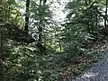 Les anciennes douves, au nord de la colline du château