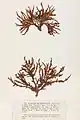 Halurus equisetifolius, planche de l’herbier des frères Pierre-Louis et Hippolyte-Marie Crouan.
