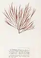 Halurus flosculosus, planche de l’herbier des frères Pierre-Louis et Hippolyte-Marie Crouan.