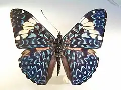 Hamadryas amphinome