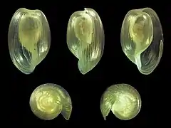 Haminoea hydatis.