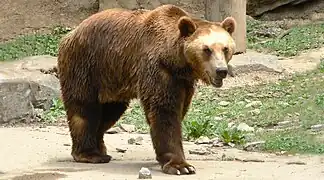 Ours brun dans le parc.