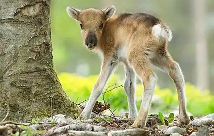 Faon de Renne (Rangifer tarandus).