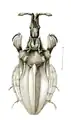 Macrocephalini: Lophoscutus affinis, dessin de M. Freih. v. Schlereth (Handlisch, 1897).