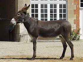 Âne normand