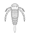 Hardieopterus sp. (Hardieopteridae)