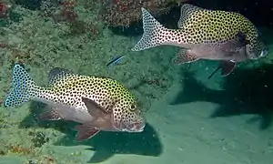 Adultes (Sabah, Malaisie)
