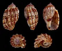 Harpa amouretta