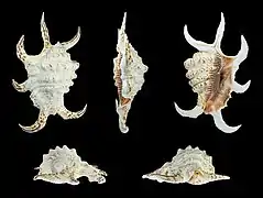 Harpago arthriticus ; longueur 138 mm ; origine Philippines.