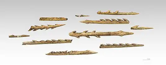 Pointes de harpons en bois de reine datent du paléolithiques, les unes barbées d'un seul côté, les autres des deux côtés.