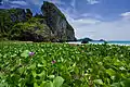 Plage de Hat Yao et canavalia en fleurs