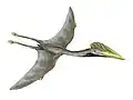 Essai de reconstitution de l'Hatzegopteryx, nommé d'après la ville de Hațeg.