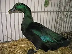 Cayuga mâle