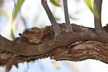 Une tige lisse est collée le long d'une branche épaisse et rugueuse. De cette tige partent 3 autres tiges.