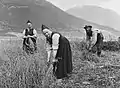 Moisson d'avoine à la faucille, Norvège, vers 1880-1890