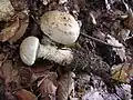 Hebeloma radicosumStipe radicant