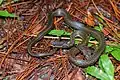 Hebius khasiense