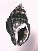 Hebra corticata