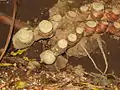 Rhizome (sections des tiges annuelles sénescentes)