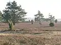La lande de Tiefental