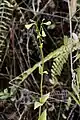 inflorescence de Helia alata