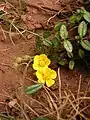 Helianthemum nummularium