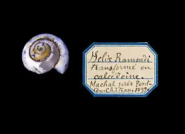 (Helix) Ochthephila ramondi - pseudomorphose en lussatite