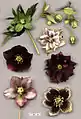En haut : Helleborus viridis et Helleborus  foetidus ; en bas : fleurs de différents hybrides, dont des doubles.