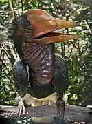 Rhinoplax vigil (Bucerotidae)
