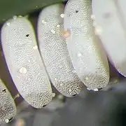Œufs