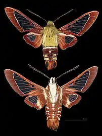 Hemaris gracilis