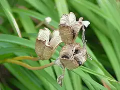 Hemerocallis minor