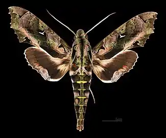 Hemeroplanes ornatus ♂ MHNT