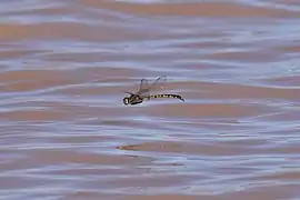 Un spécimen en vol au-dessus du lac Pinaroo (en), en Nouvelle-Galles du Sud.