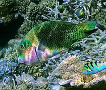 Hemigymnus melapterus