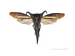 Hemikypta marginata (Darninae)