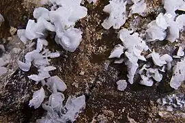 Hémimorphite - Escouloubre, Aude, France (Vue 3 cm)