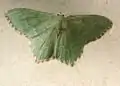 Hemithea aestivaria