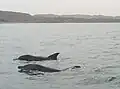 Dauphines proche d’île