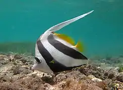 Un poisson cocher (Heniochus acuminatus)