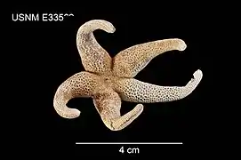 Henricia downeyae